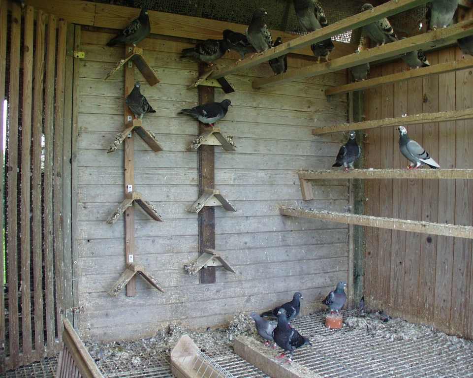 interieur-colombier-pigeonneaux Copier