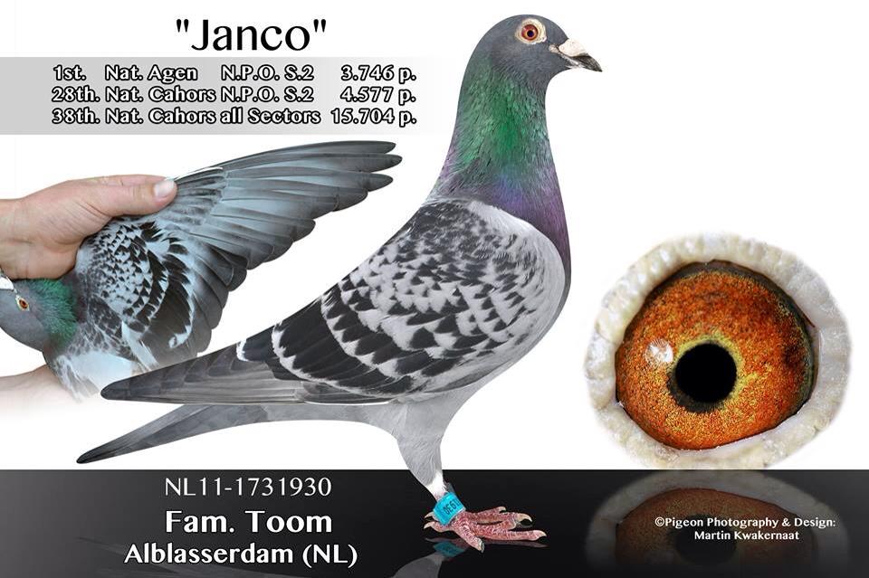 TOOM JANCO 1 NAT AGEN 2013
