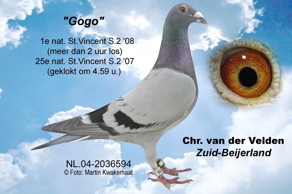 Gogo