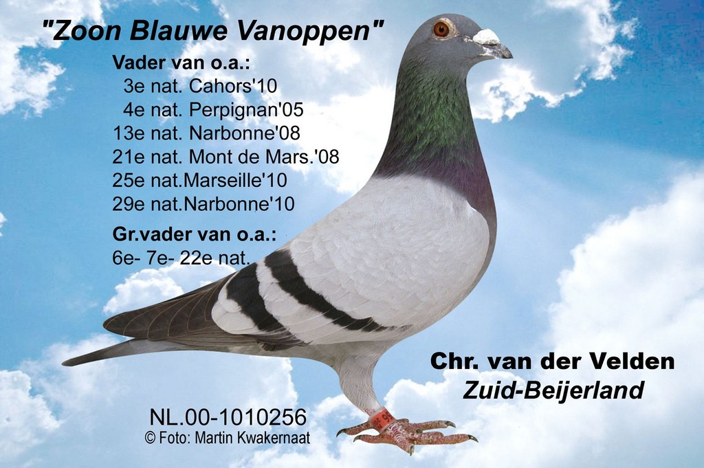 Zoon Blauwe Vanoppen