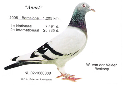 annet vdvelden willem