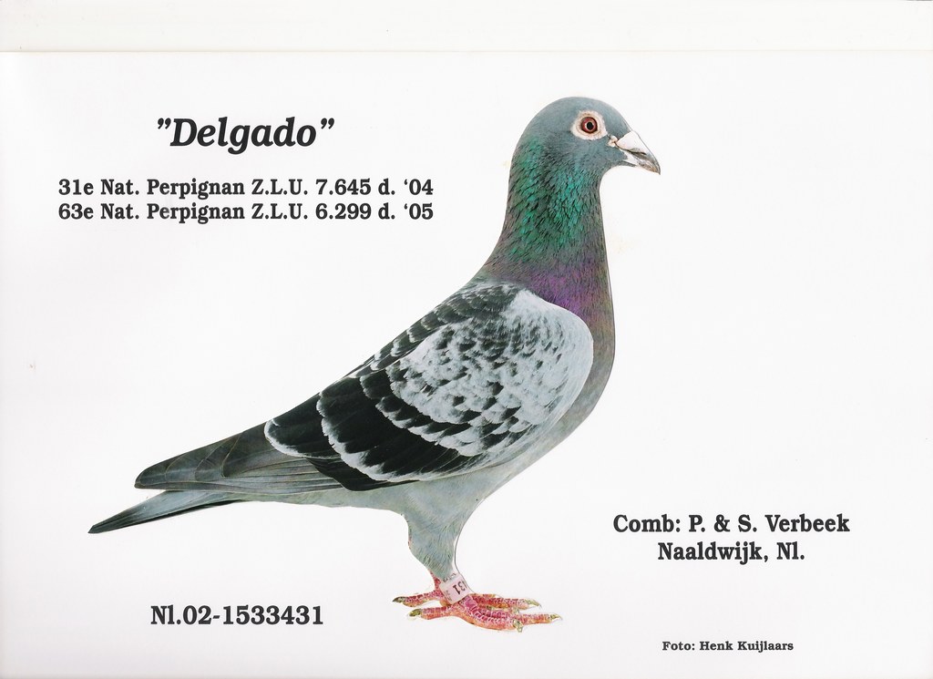 delgado