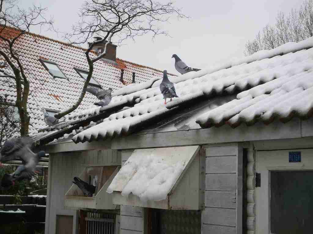 volee hivernale