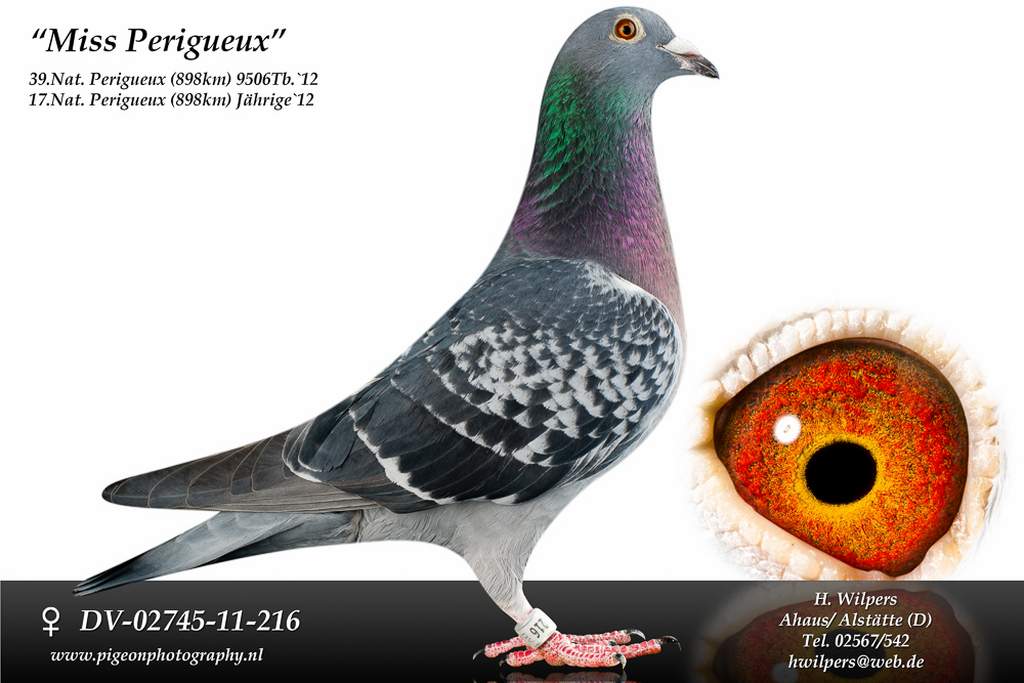 Miss perigueux