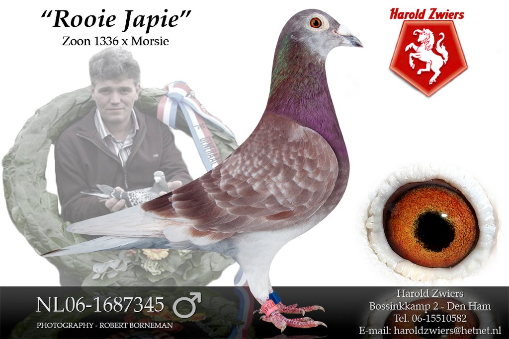 rooie japie
